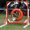 foire-haricots 2011-09-17et18